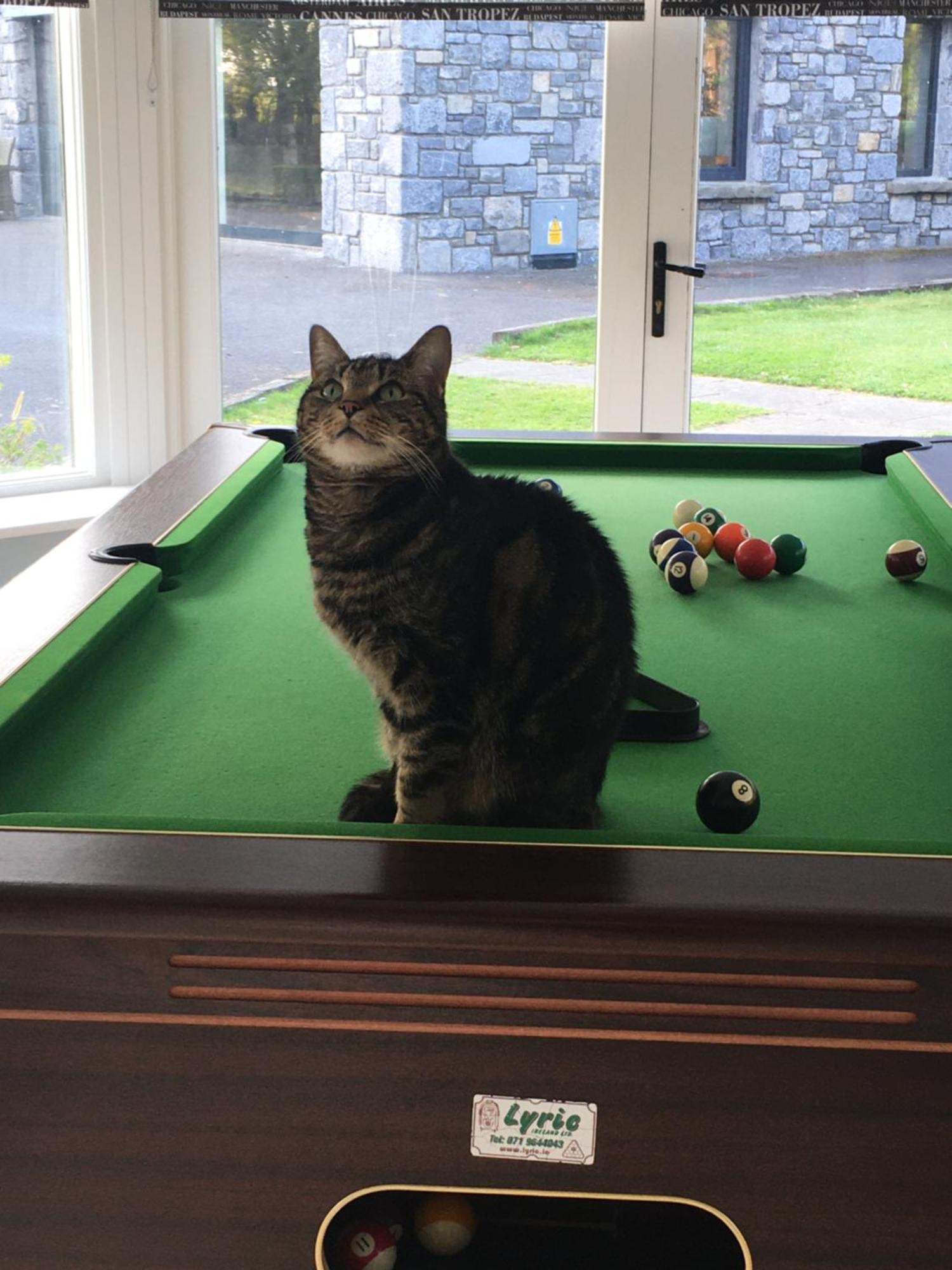 Castledale Bed and Breakfast Sligo Eksteriør billede
